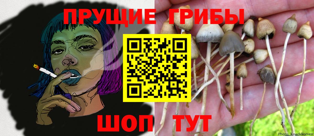 Псилоцибиновые грибы прущие грибы Димитровград